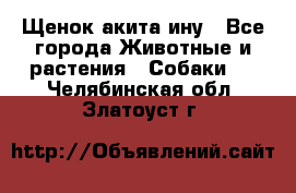 Щенок акита ину - Все города Животные и растения » Собаки   . Челябинская обл.,Златоуст г.